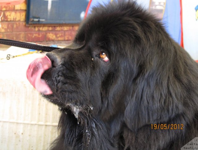 Фото: ньюфаундленд Ih Vyisochestvo Vladlena Madjiks (Их Высочество Владлена Маджикс)