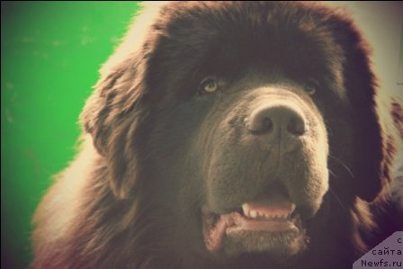 Фото: ньюфаундленд Aquatoriya Kelvin Rise After Me (Акватория Келвин Райз Афтэ Ми)