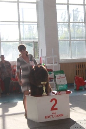 Фото: ньюфаундленд Aquatoriya Kelvin Rise After Me (Акватория Келвин Райз Афтэ Ми), Snejana SHurinova (Снежана Шуринова)