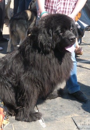 Фотография № 96182