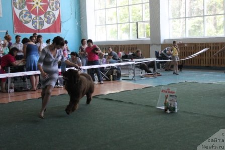 Фото: ньюфаундленд Aquatoriya Kelvin Rise After Me (Акватория Келвин Райз Афтэ Ми), Snejana SHurinova (Снежана Шуринова)