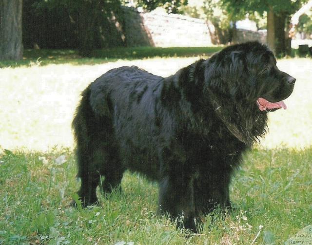 Фото: ньюфаундленд Syuzi of Neptunias (Сьюзи оф Нептуниас)