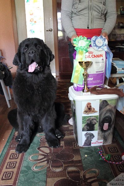 Фото: ньюфаундленд Dar Svezyi Besame Mucho (Дар Свезы Бесаме Мучо), Marina Glazyirina (Марина Глазырина)