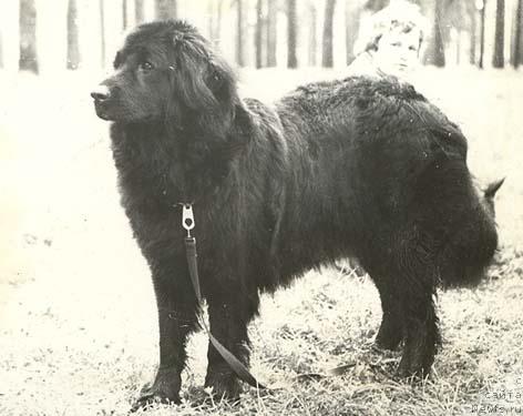 Фото: ньюфаундленд Fanchara Gerd (Фанчара Герд)