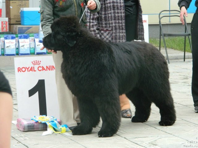 Фотография № 96206