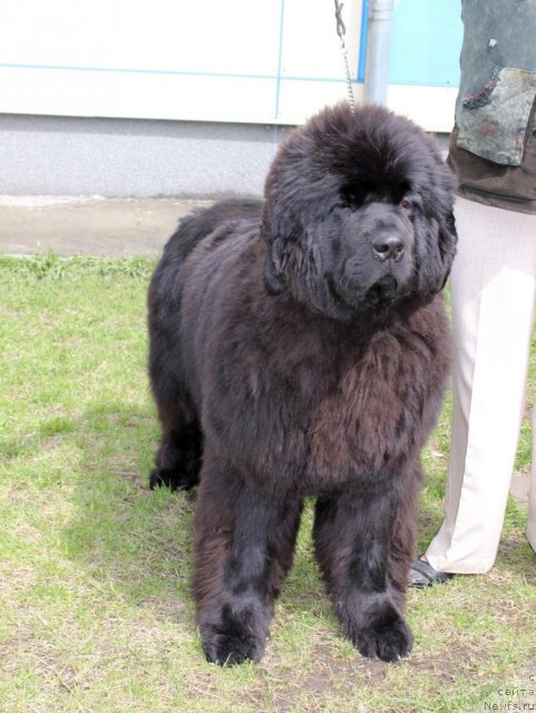 Фотография № 96209