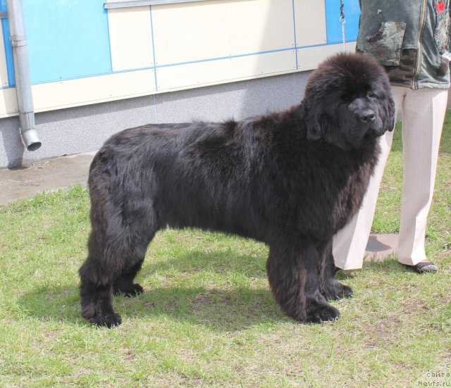 Фотография № 96214