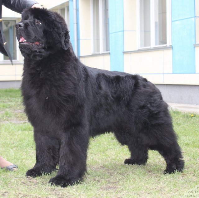 Фотография № 96216