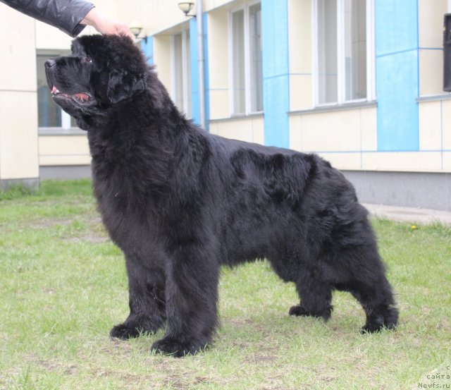 Фотография № 96217