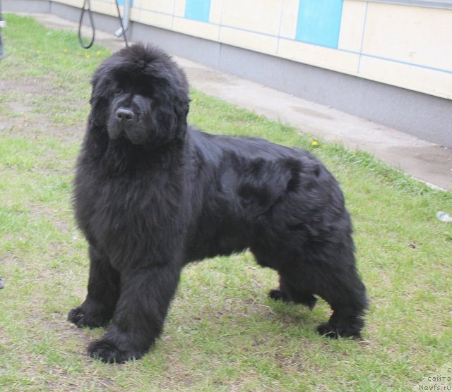 Фотография № 96218