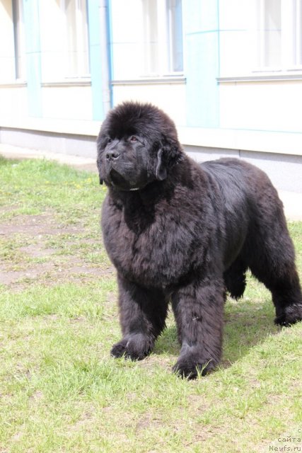 Фотография № 96220