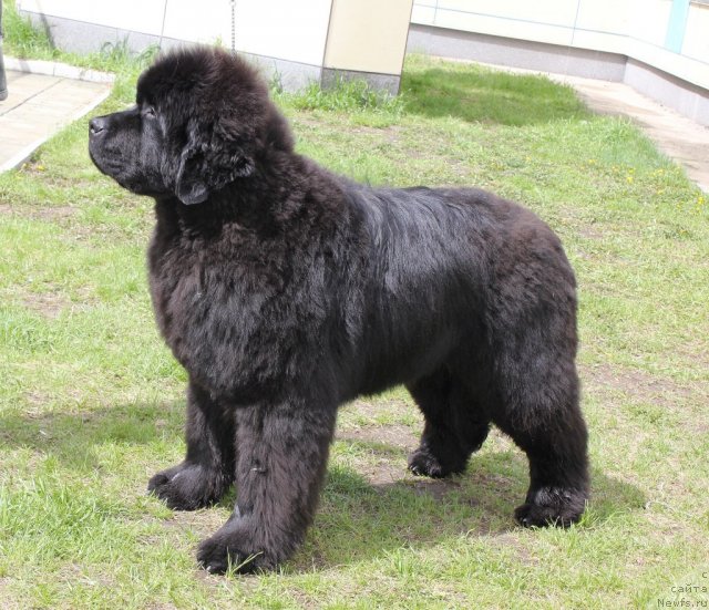 Фотография № 96222