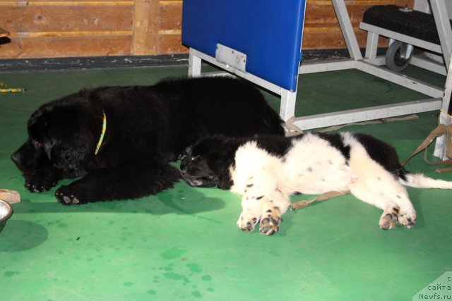 Фото: ньюфаундленд Zvezdnij Dar Afrodita (Звездный Дар Афродита), ньюфаундленд CHernyiy SHarm Vankuver (Черный Шарм Ванкувер)