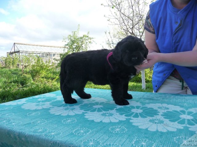 Фото: ньюфаундленд Viva Viktoriya (Вива Виктория)