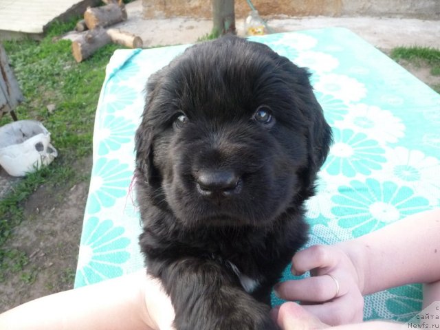 Фото: ньюфаундленд Viva Viktoriya (Вива Виктория)