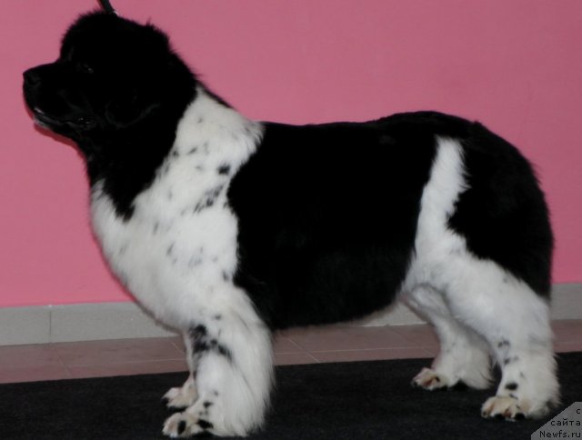 Фото: ньюфаундленд Fiamettahauz Martini Bianka (Фиаметтахауз Мартини Бьянка)