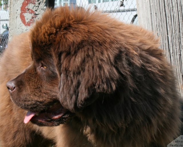 Фотография № 96237