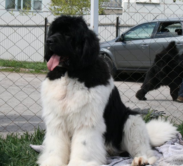 Фотография № 96238