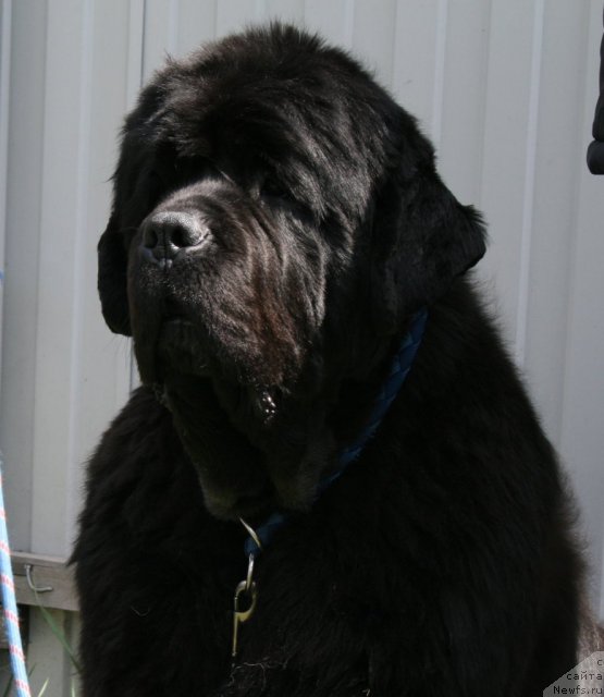 Фото: ньюфаундленд Dynasty Queen iz Medvejyego Yara (Династия Квин из Медвежьего Яра)