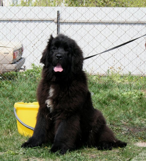 Фотография № 96240