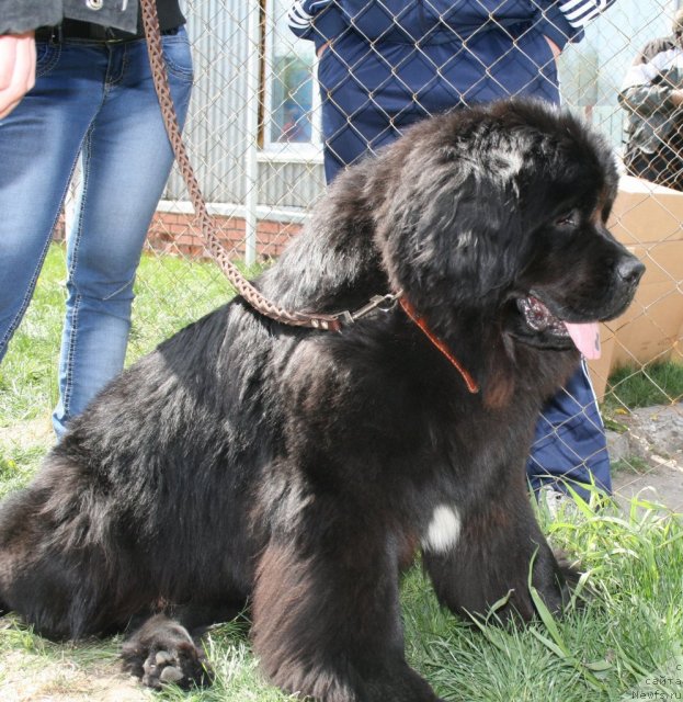 Фотография № 96241