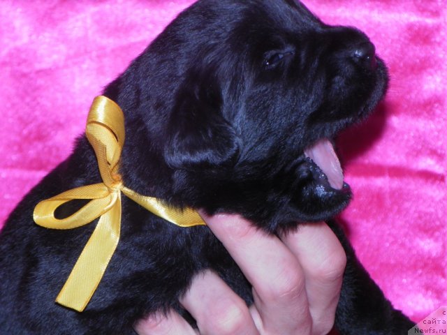 Фото: ньюфаундленд Ih Visochestvo Vilana Blum (Их Высочество Вилана Блум), ньюфаундленд Lifeguard's American Style