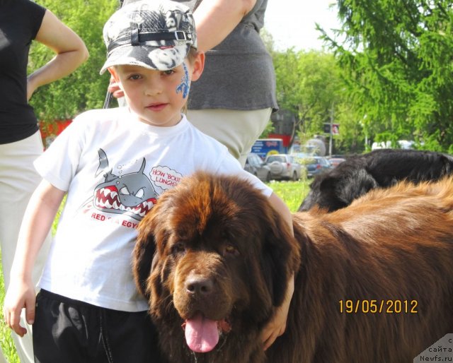 Фото: Irina Nistratova (Ирина Нистратова), ньюфаундленд Koketka ot CHannel iz Medvej'ego YAra (Кокетка от Чаннел из Медвежьего Яра)