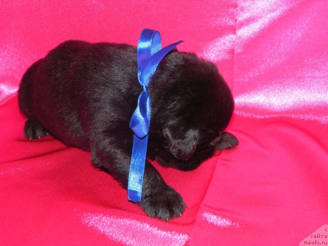 Фото: ньюфаундленд Ih Visochestvo Vilana Blum (Их Высочество Вилана Блум), ньюфаундленд Lifeguard's American Style