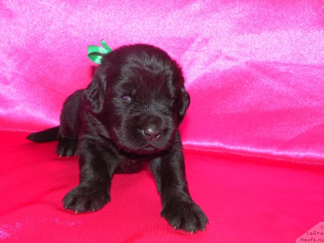 Фото: ньюфаундленд Lifeguard's American Style, ньюфаундленд Ih Visochestvo Vilana Blum (Их Высочество Вилана Блум)