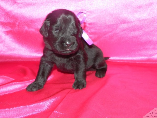 Фото: ньюфаундленд Ih Visochestvo Vilana Blum (Их Высочество Вилана Блум), ньюфаундленд Lifeguard's American Style