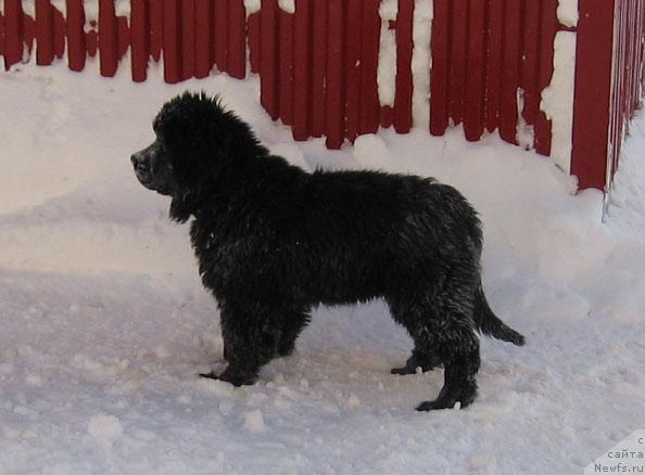 Фото: ньюфаундленд Zhasmine Severny Caprice iz Medvejyego Yara (Жасмин Северный Каприз из Медвежьего Яра)