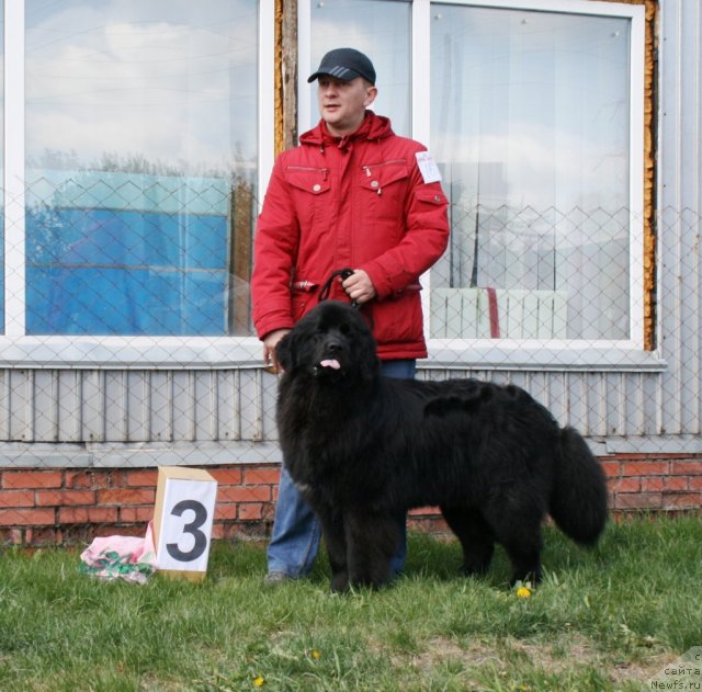 Фото: ньюфаундленд CHernaya Jemchujina ot Sibirskogo Medvedya (Черная Жемчужина от Сибирского Медведя)