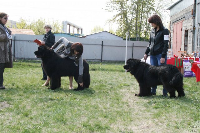 Фото: ньюфаундленд Bears Cove Lucky Break, Царская Дочь от Сибирского медведя