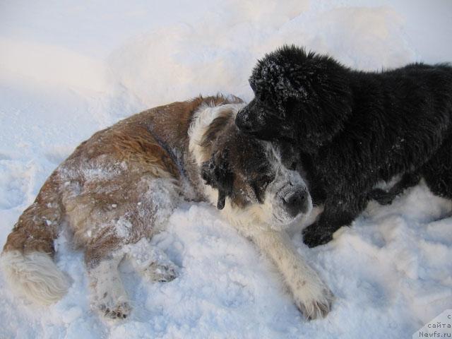 Фото: ньюфаундленд Zhasmine Severny Caprice iz Medvejyego Yara (Жасмин Северный Каприз из Медвежьего Яра)
