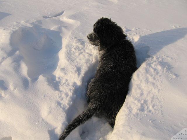Фото: ньюфаундленд Zhasmine Severny Caprice iz Medvejyego Yara (Жасмин Северный Каприз из Медвежьего Яра)