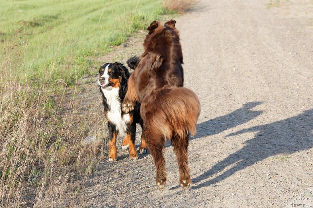 Фото: ньюфаундленд Bagryanaya Osen' iz Arkaima (Багряная Осень из Аркаима)