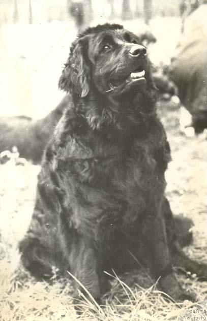 Фото: ньюфаундленд SHeggi Pat (Шегги Пат)