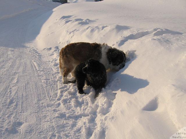 Фото: ньюфаундленд Zhasmine Severny Caprice iz Medvejyego Yara (Жасмин Северный Каприз из Медвежьего Яра)