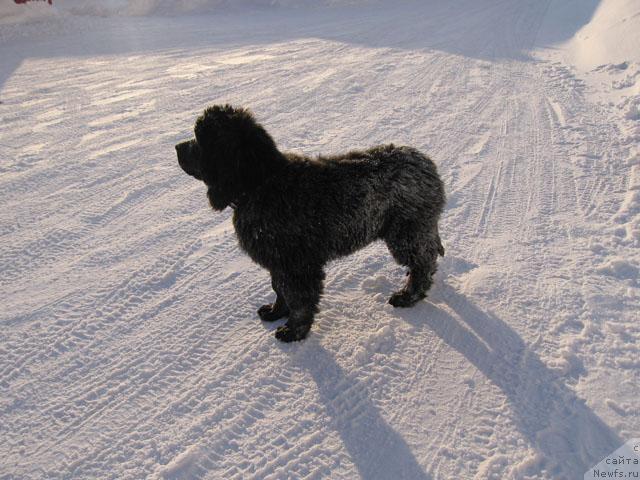 Фото: ньюфаундленд Zhasmine Severny Caprice iz Medvejyego Yara (Жасмин Северный Каприз из Медвежьего Яра)