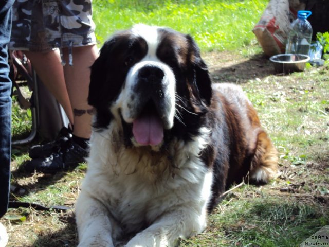 Фотография № 96314