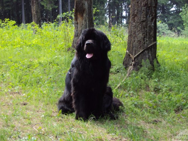 Фотография № 96319