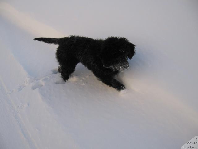 Фото: ньюфаундленд Zhasmine Severny Caprice iz Medvejyego Yara (Жасмин Северный Каприз из Медвежьего Яра)