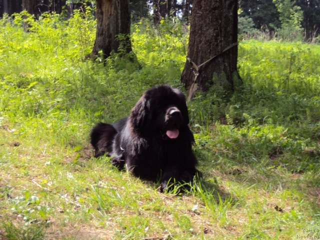 Фотография № 96320