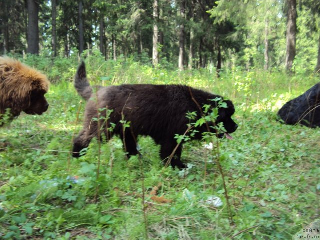 Фотография № 96327