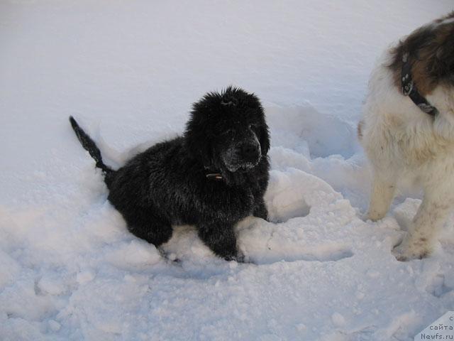Фото: ньюфаундленд Zhasmine Severny Caprice iz Medvejyego Yara (Жасмин Северный Каприз из Медвежьего Яра)