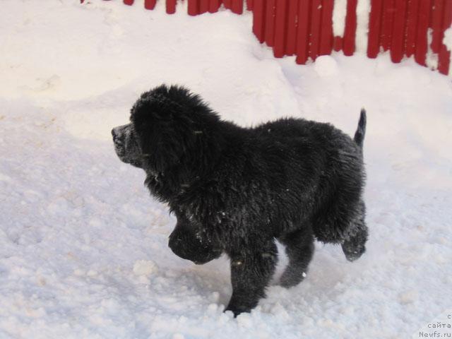 Фото: ньюфаундленд Zhasmine Severny Caprice iz Medvejyego Yara (Жасмин Северный Каприз из Медвежьего Яра)