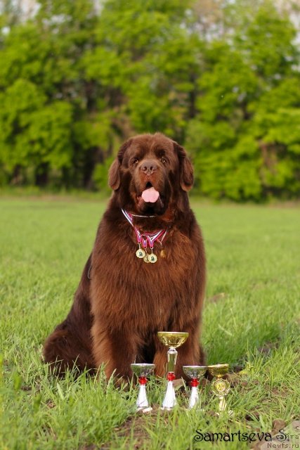 Фото: ньюфаундленд Lesnaja Skazka Korolevskiy Medved (Лесная Сказка Королевский Медведь)