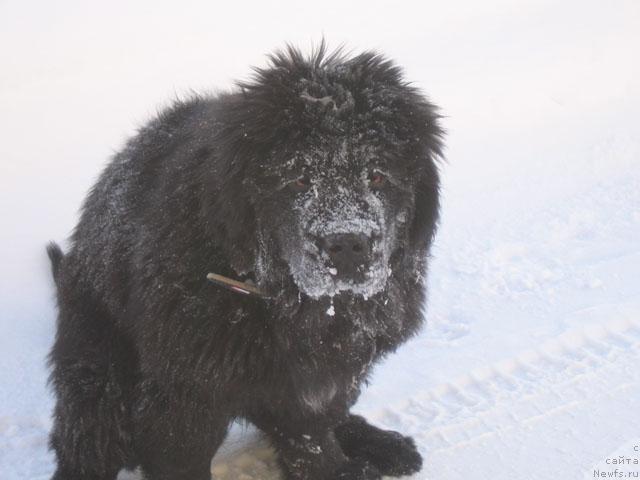 Фото: ньюфаундленд Zhasmine Severny Caprice iz Medvejyego Yara (Жасмин Северный Каприз из Медвежьего Яра)