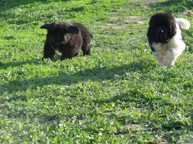 Фото: ньюфаундленд Izbrannyiy Vityaz' (Избранный Витязь), ньюфаундленд Idal'go Nepovtorimyiy (Идальго Неповторимый)