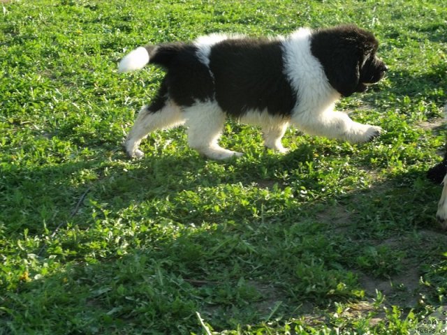 Фото: ньюфаундленд Izyaschnaya Galateya (Изящная Галатея)